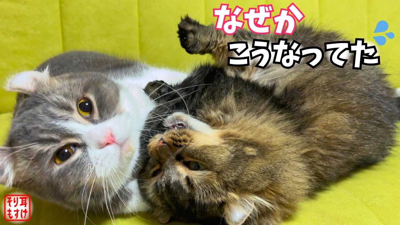 仲良し夫婦が喧嘩を始めた理由がまるで人間みたいでした💦