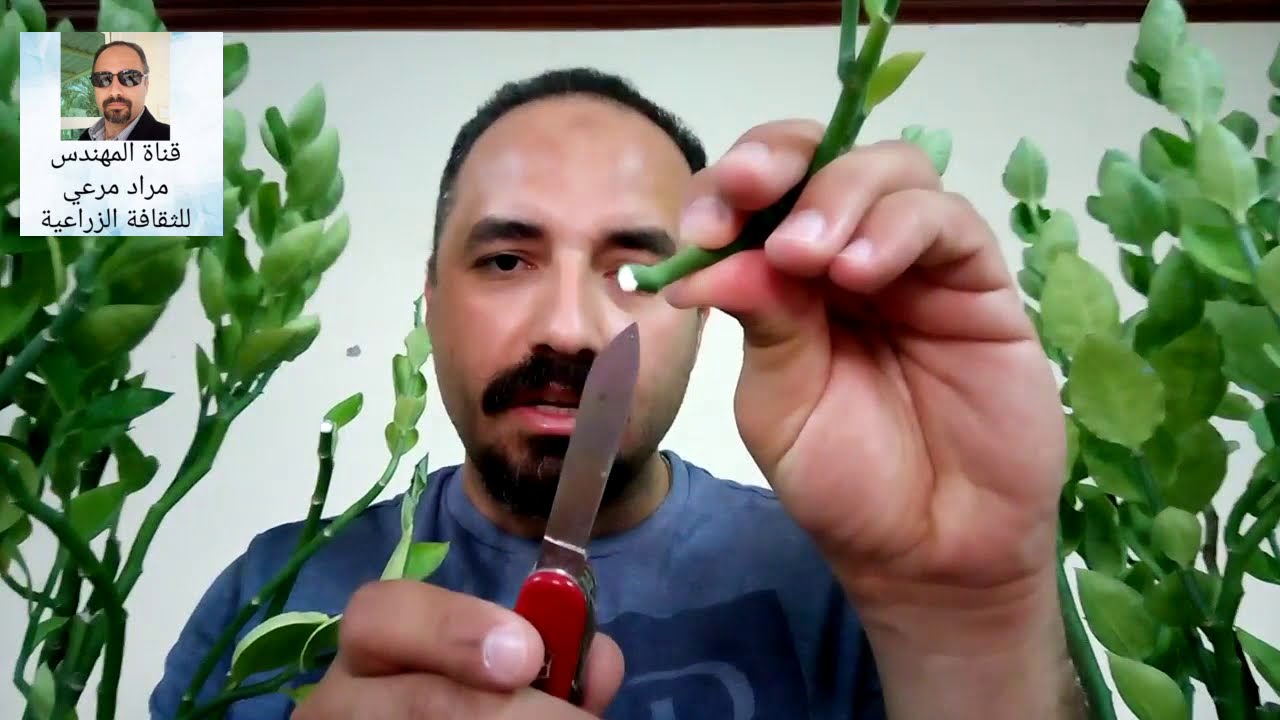 ايفوربيا بيدلانتس طرق تكاثر وتجميل المنزل Euphorbia Piedlants حلقة 60
