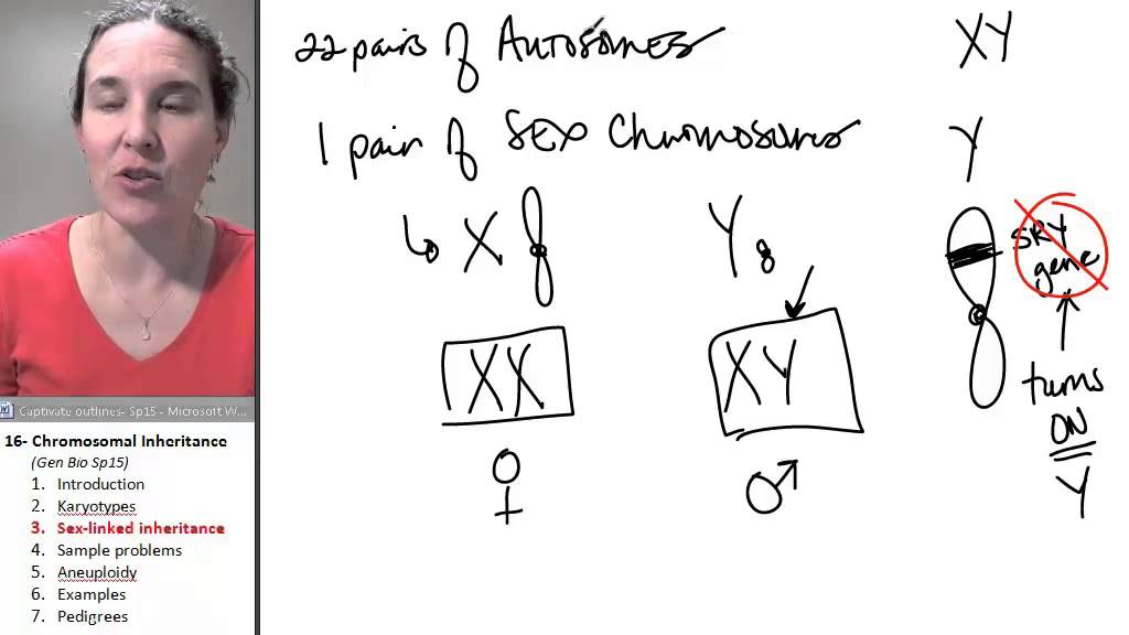 Chromosomes 3- Sex linkage