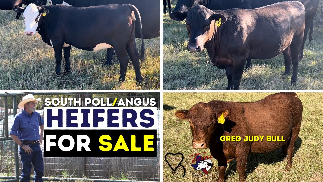 South Poll/Angus Cross Heifers for Sale | Regenerative Ranching