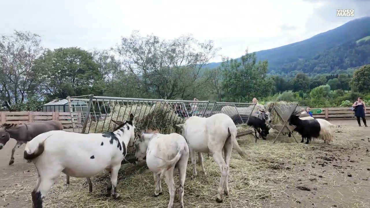 Eselpark zum 4ten