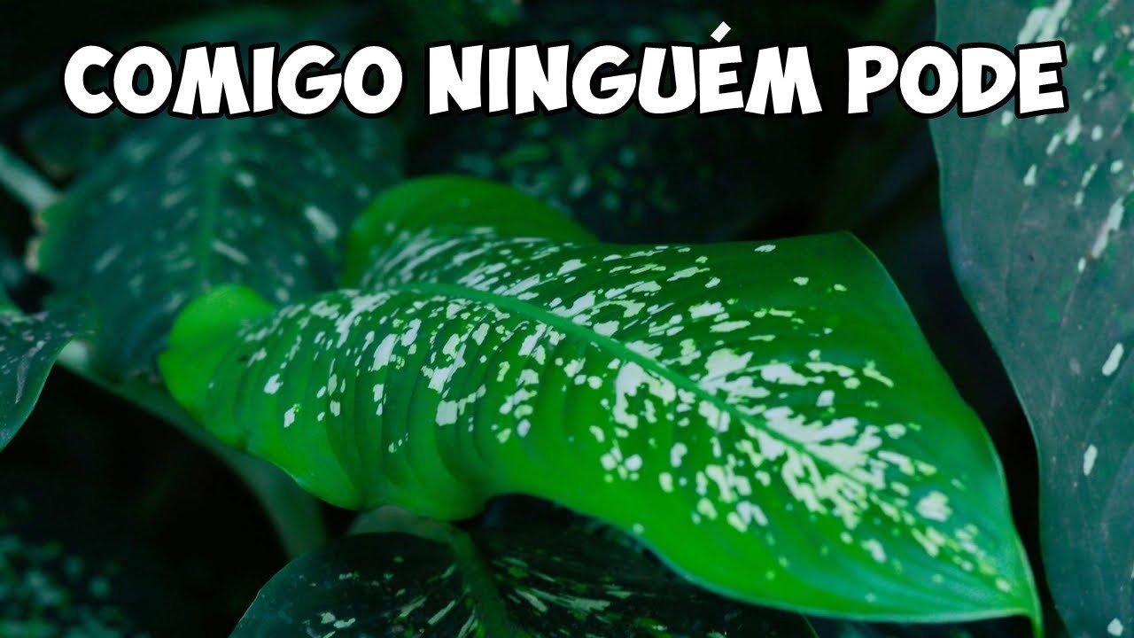 A PLANTA MAIS PERIGOSA do BRASIL: COMIGO NINGU&Eacute;M PODE