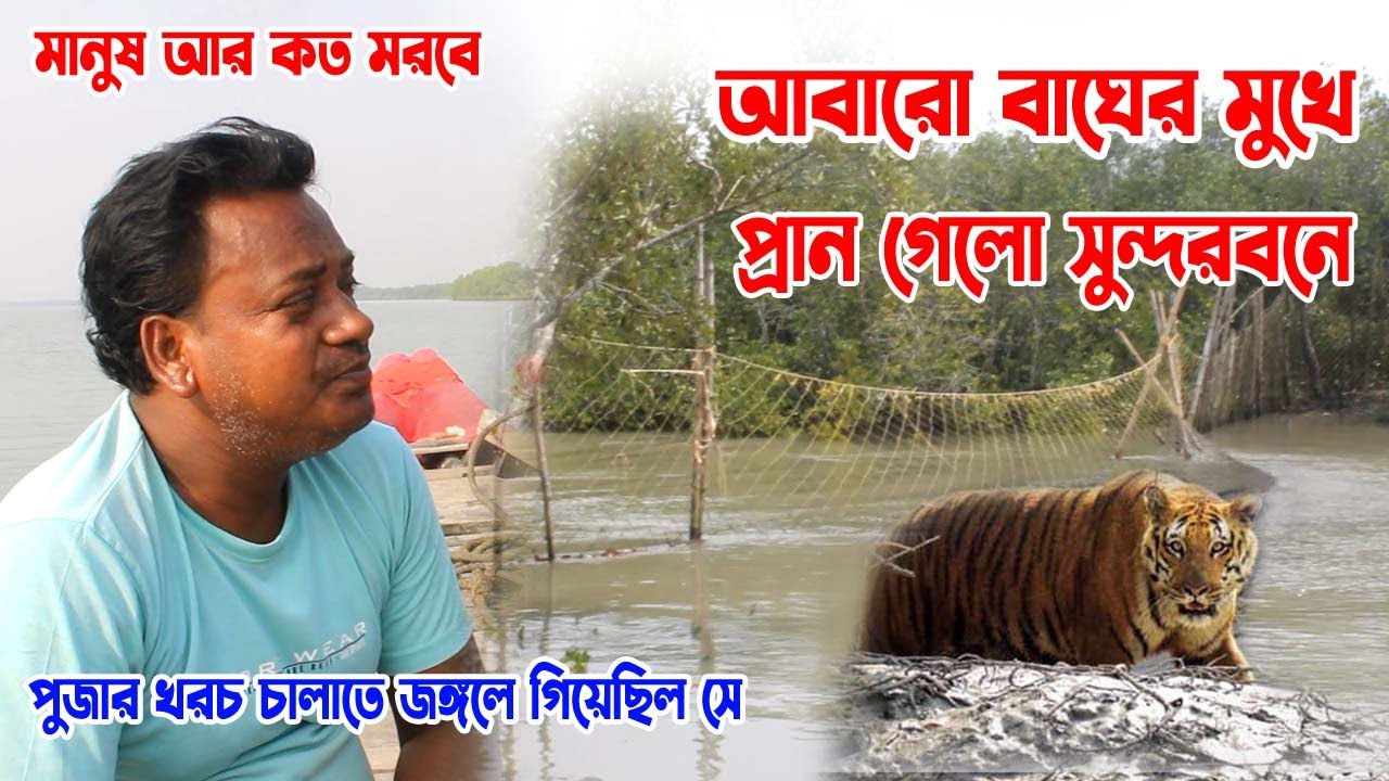 আবারো বাঘের মুখে প্রাণ গেলো সুন্দরবনে, আর কত মরবে মানুষ | Tiger attack | #sundarbanoligoli