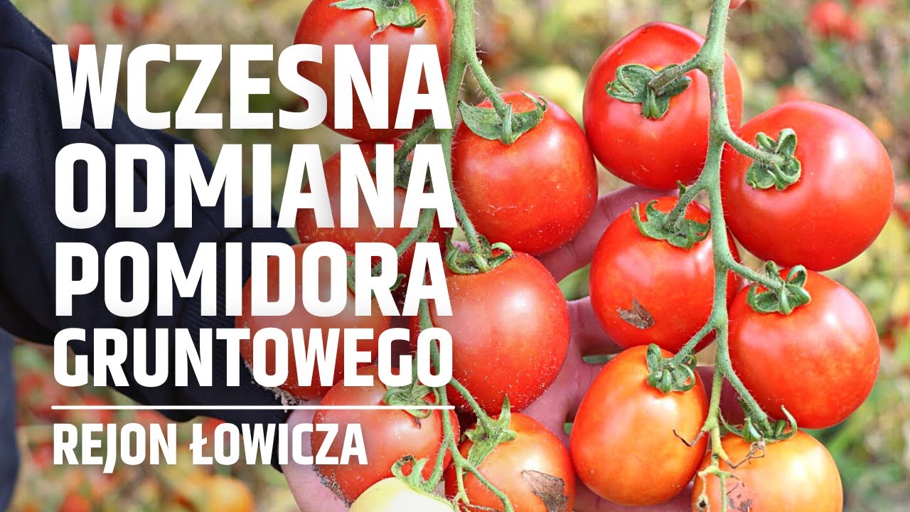 Wczesna odmiana pomidora gruntowego w regionie Łowicza