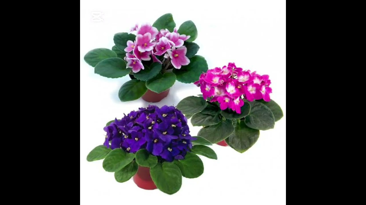 Menekşenin çiçekleri neden dökülür?Menekşe çiçeği Bakımı Menekşe Çoğaltmak Menekşe Sulamak #flowers