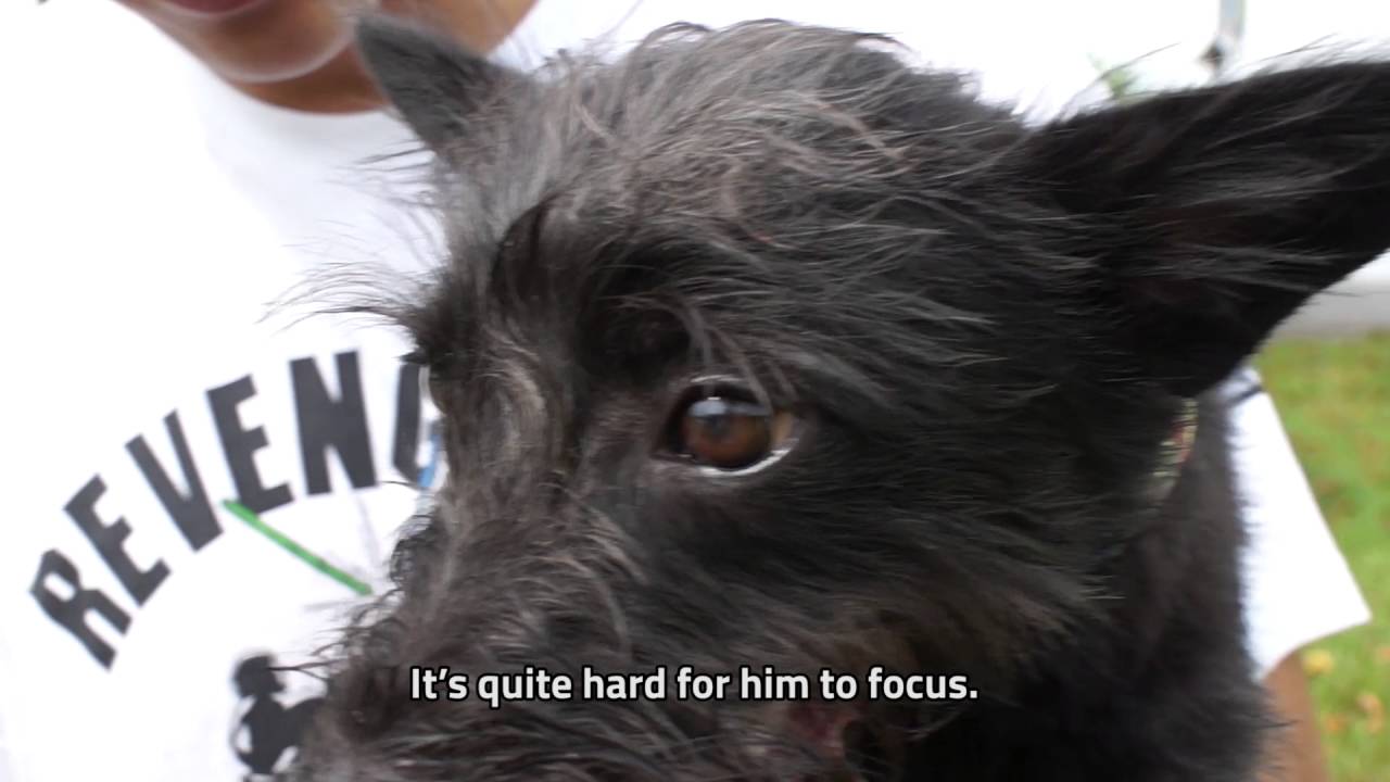 Desmond Tan and his dog Udon