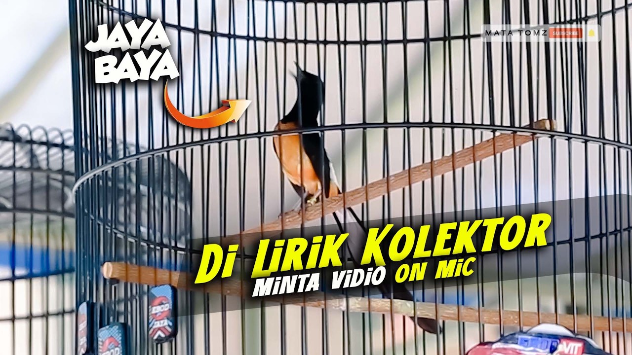 DI TANYAIN KOLEKTOR | JAYABAYA KALI INI ON MIC