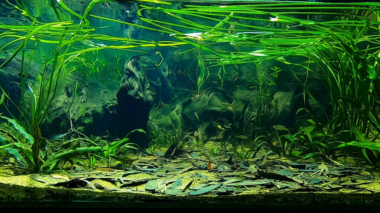 Weipa North Queensland Biotope Aquarium Threadfin Rainbows and Spotted Blue-eyes.
