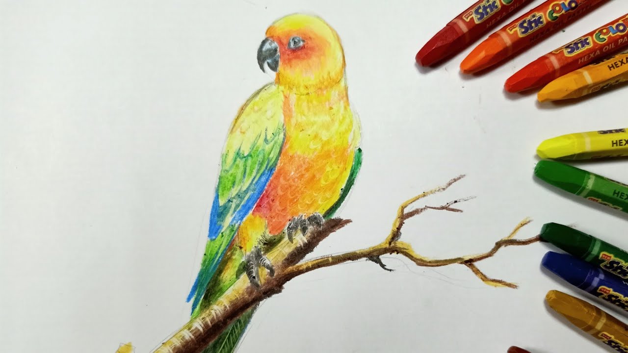 Oil pastel for beginners | Parrot drawing | how to draw birds