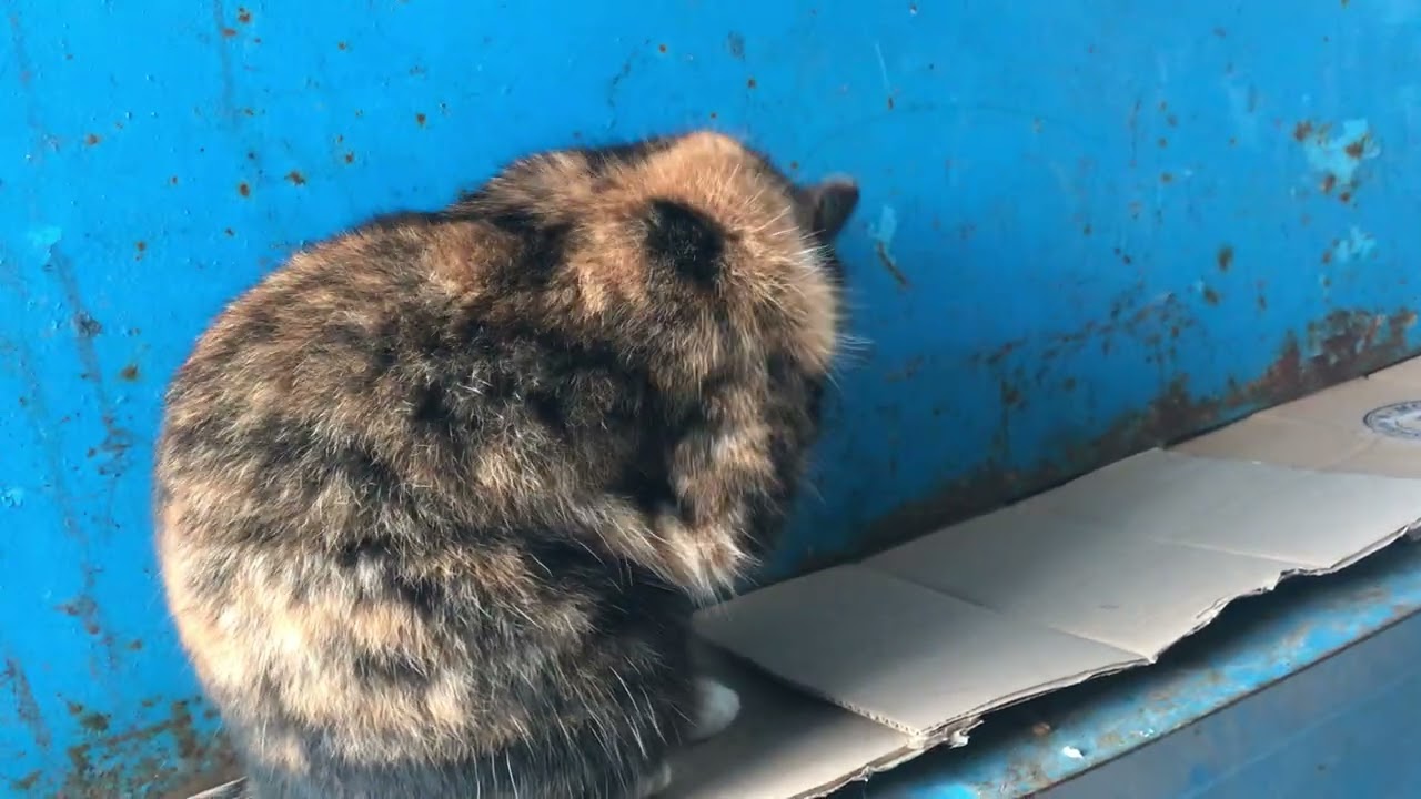 Street Cats Get Beautiful on a Snowy Winter Day