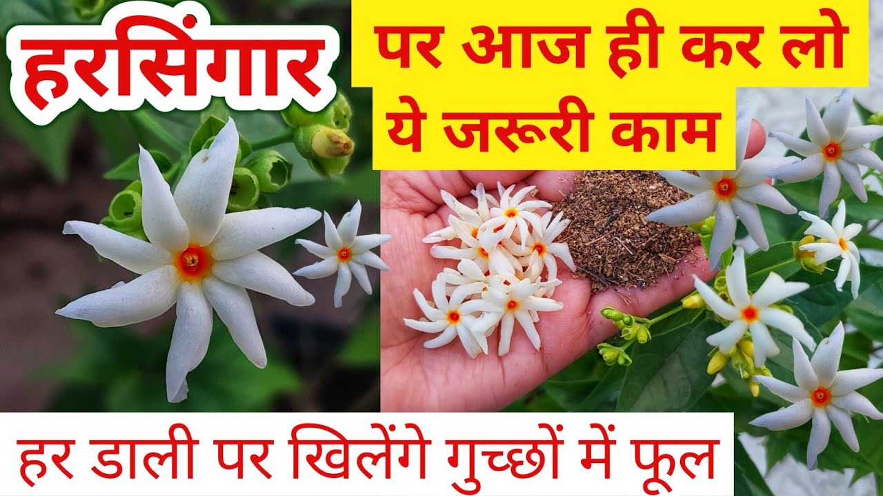 हरसिंगार का पौधा.Harsingar Plant Care.Harshringar/Parijat plant.हरसिंगार के पौधे की देखभाल कैसे करें