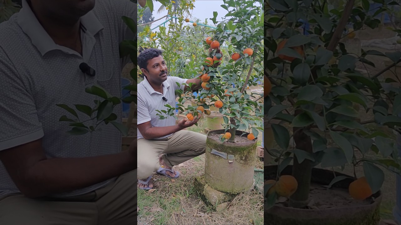 Sweet Mandarin #ramragngan#fruiting #trending #orange #shorts