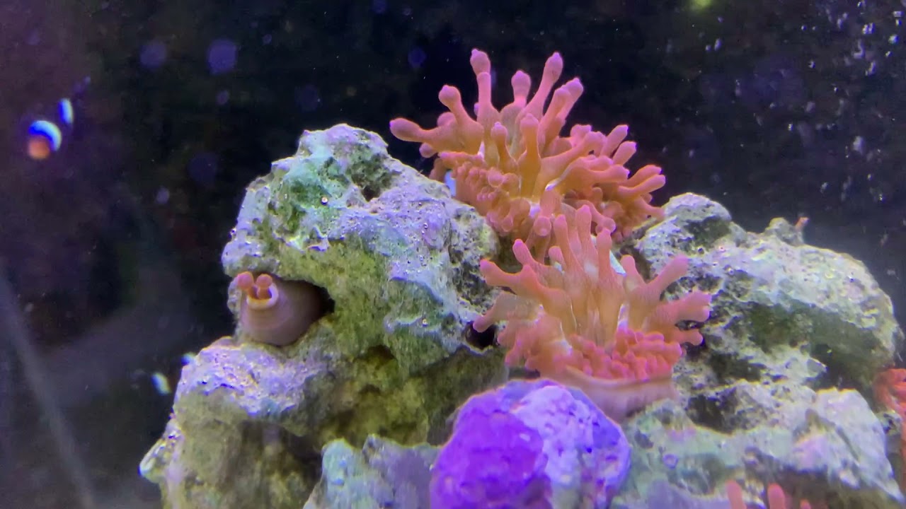 Simbiosis / peces payaso y anemonas /