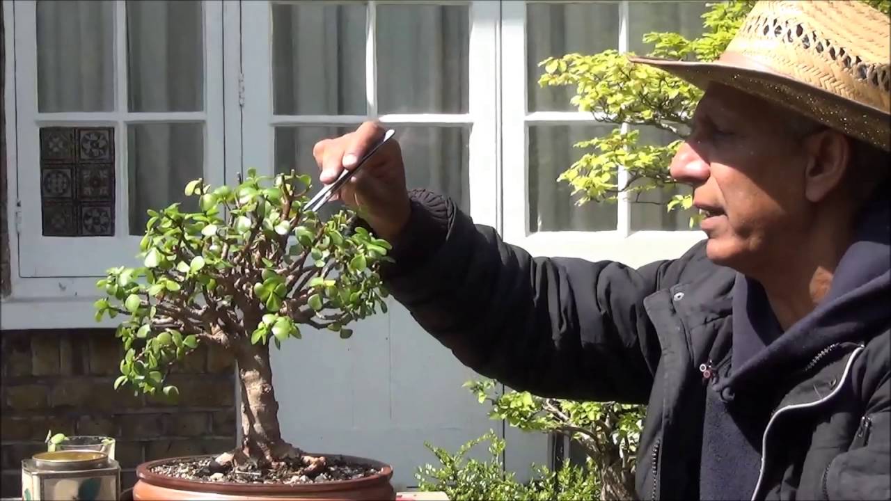 Bonsai Portulacaria Afra Broom style Pruning & cuttings to grow more Trees