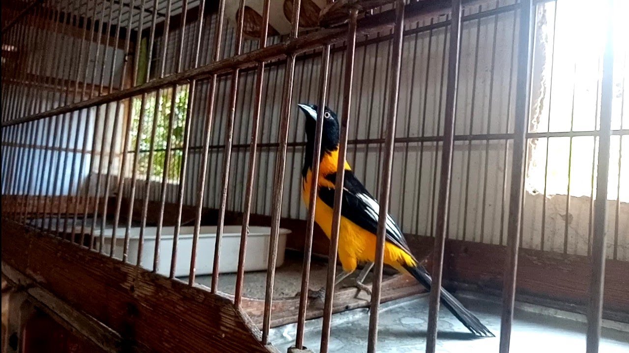 Mostrando meus pássaros !!