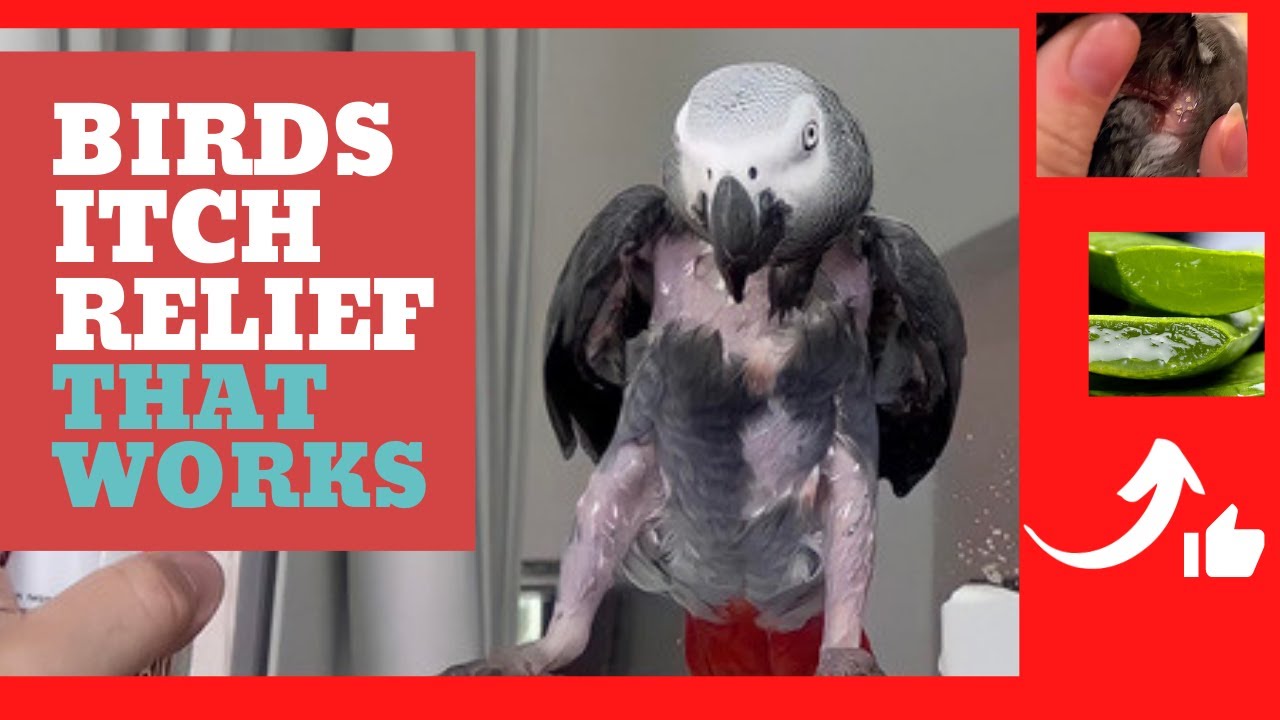 🟡How I Stop My Parrot From Plucking Her Feathers?| Results 2021| Safe NaturalNo More Dry Itchy Skin
