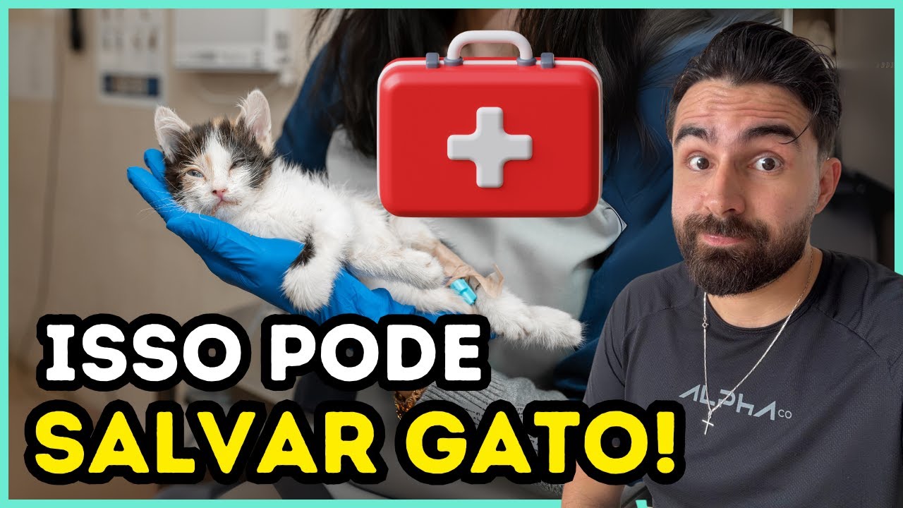 Ter ISSO Em Casa Pode Ser a Diferença Entre a VIDA E A MORTE Do Seu Gato!