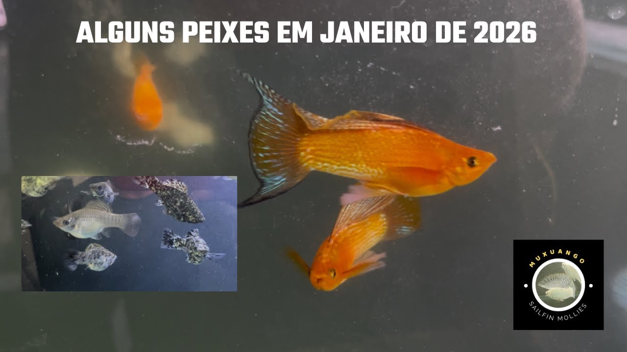 Alguns peixes de janeiro de 2026
