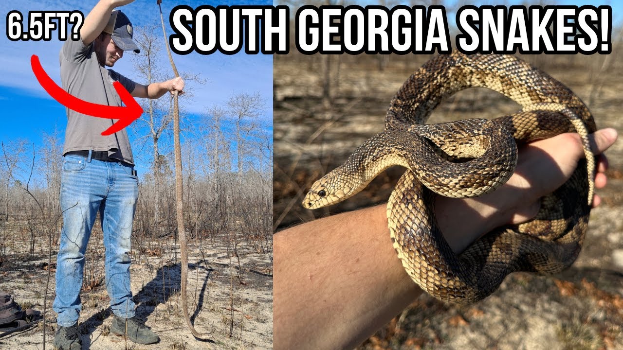 South Georgia Snake Surveys! Pine Snake, Eastern Indigo, and More!