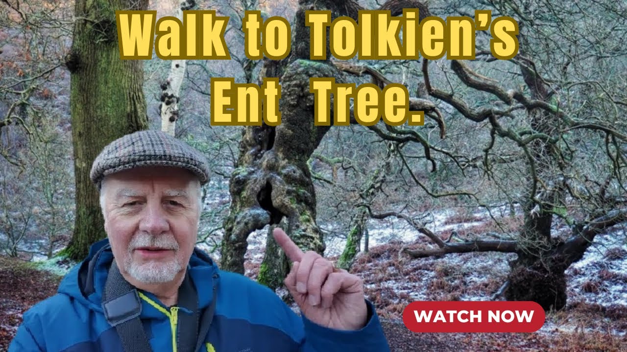 A winter walk to see Tolkien's Ent Tree, not Groot, Cannock Chase, England