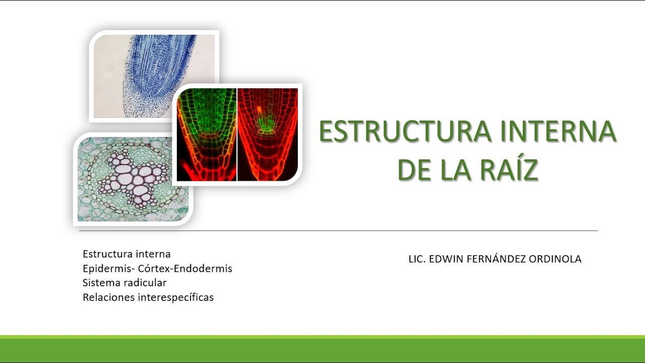 BOTÁNICA- Estructura Radicular Interna