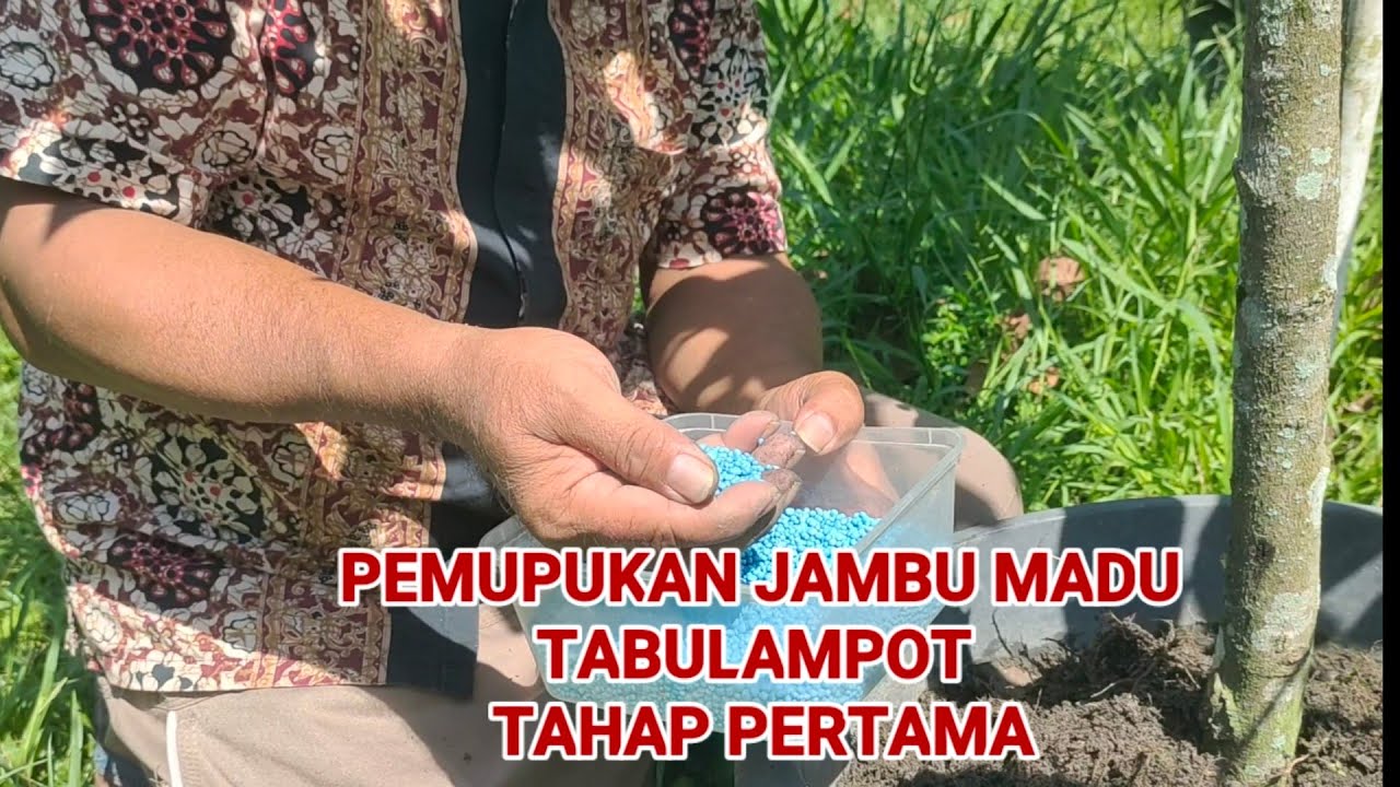 PEMUPUKAN JAMBU MADU TABULAMPOT TAHAP PERTAMA