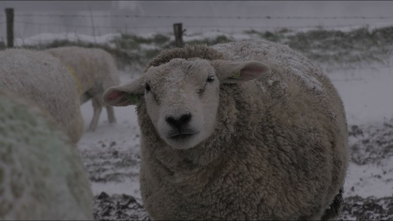 De lammerij op Texel - Aflevering 1 - De storm