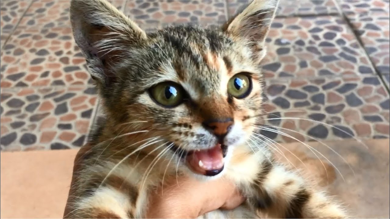 Rescue A Poor Hungry Kitten Meowing Out Side My House