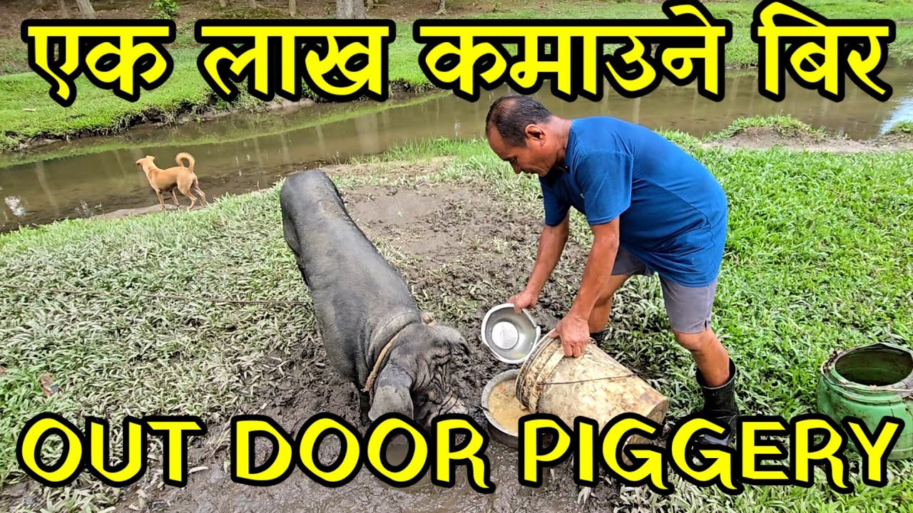 एउटा सुङ्गुरको वीर पालेर बर्षमै एक लाख कमाउने राई दाइ out door piggery