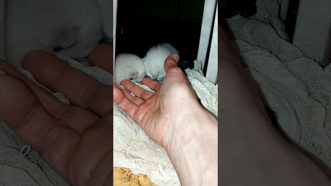 VID 20180413 211822
