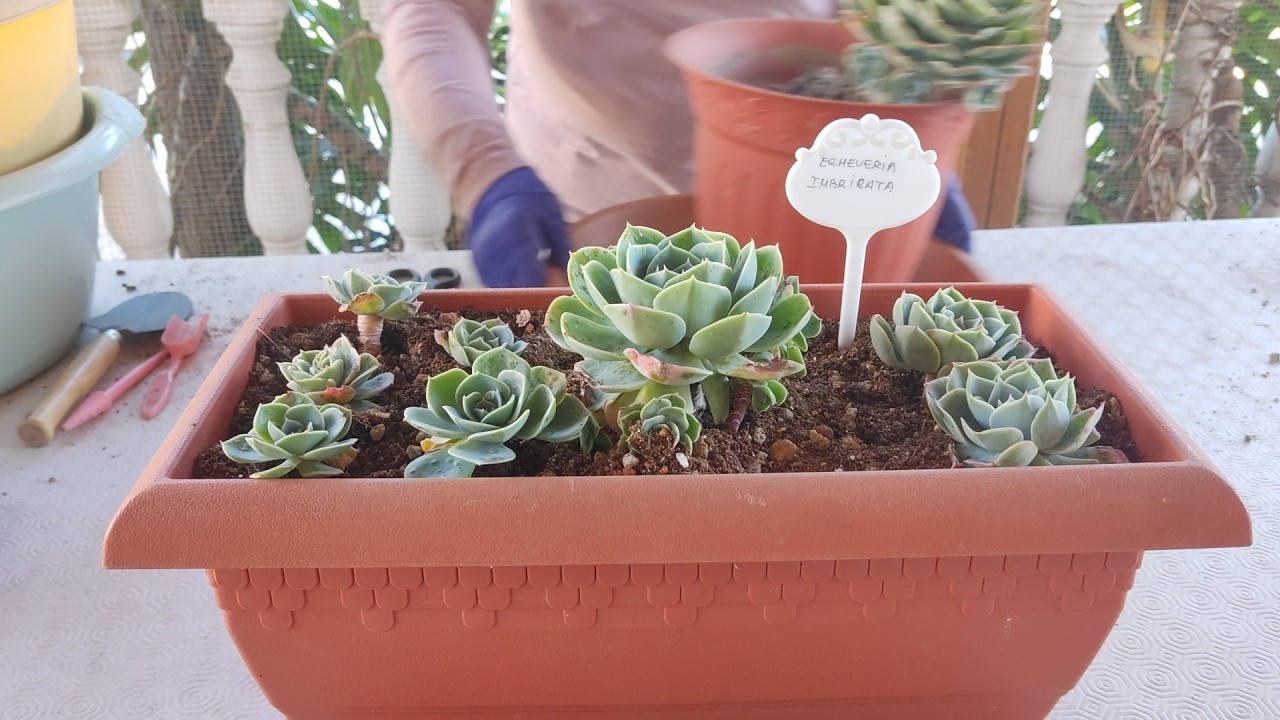 SEPARANDO HIJUELOS