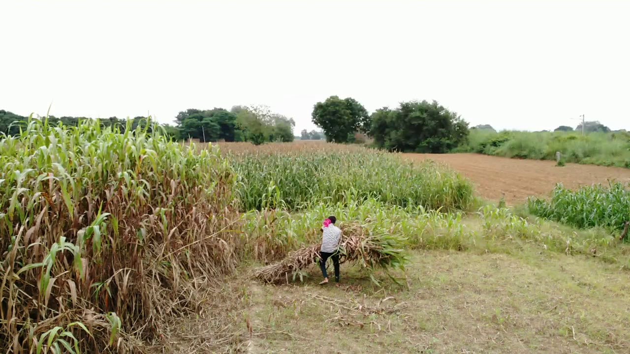 DRONE SHOOT INDIAN VILLAGE FIELD