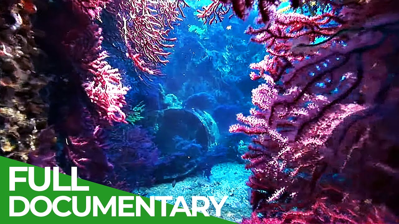 Adventure Ocean Quest: Fragile Mediterranean | Episode 3 | Free Documentary Nature