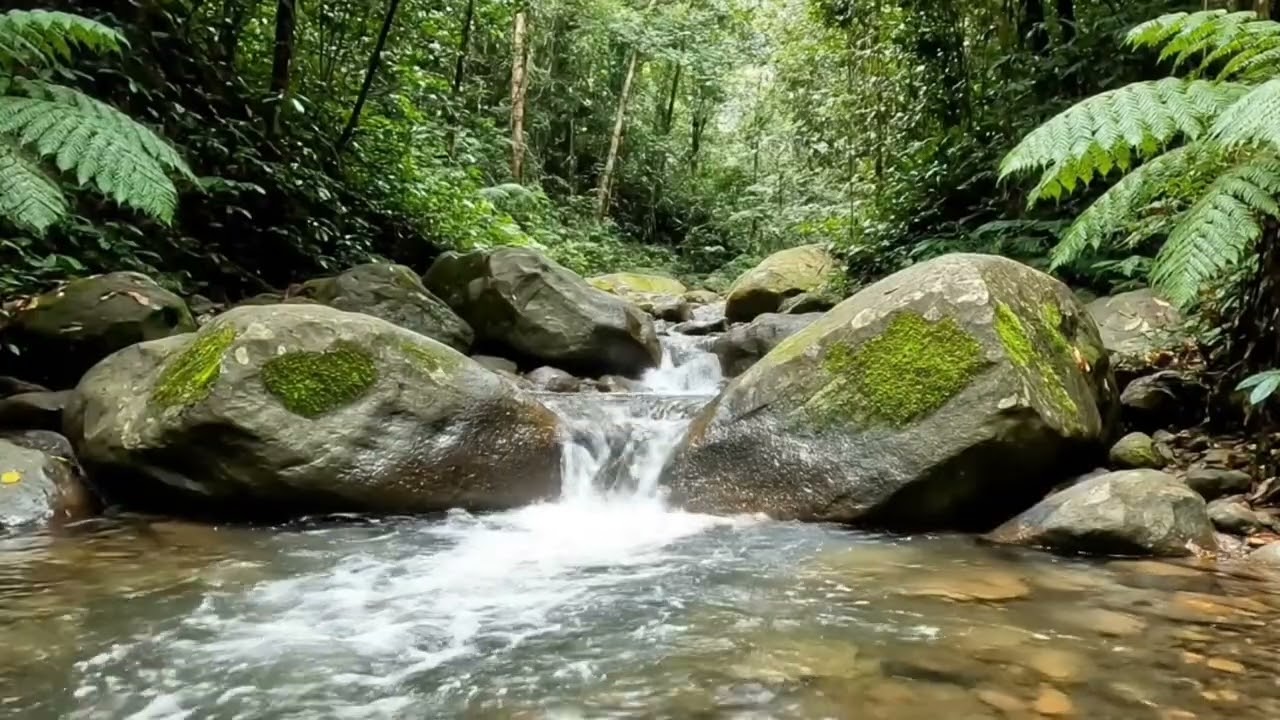 Cozy Reading Ambience: Bird Sounds, Nature Sounds & Gentle River Sounds