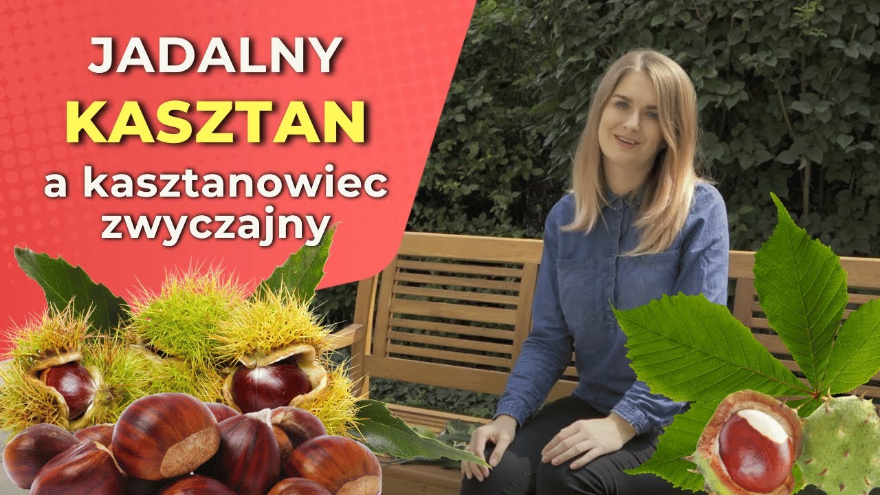 Kasztan jadalny a kasztanowiec zwyczajny - różnice