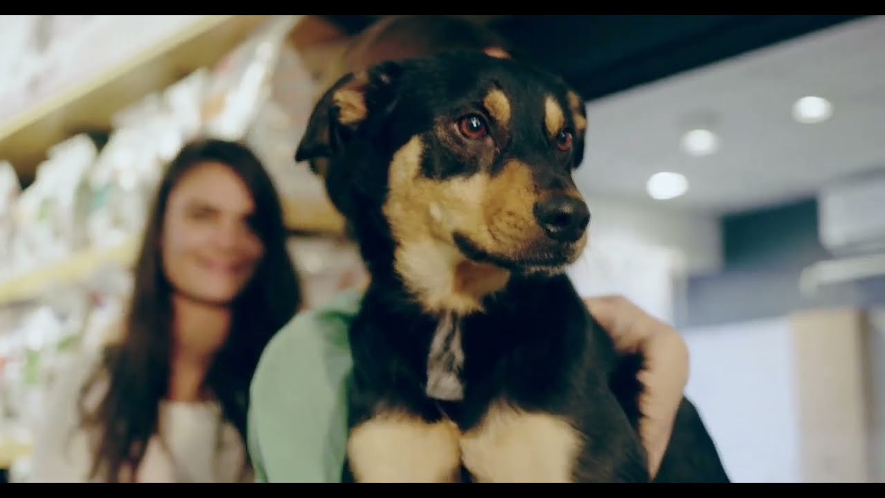 How Canine Osteopaths Work