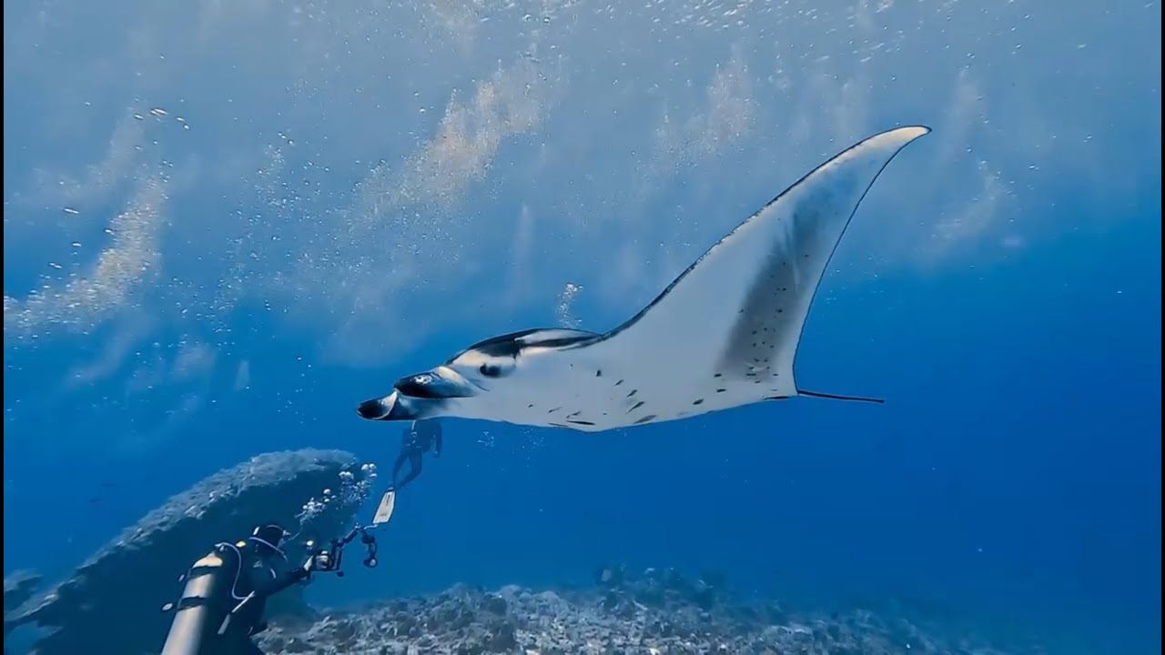 Scuba Diving in the Maldives on Emperor Virgo Liveaboard