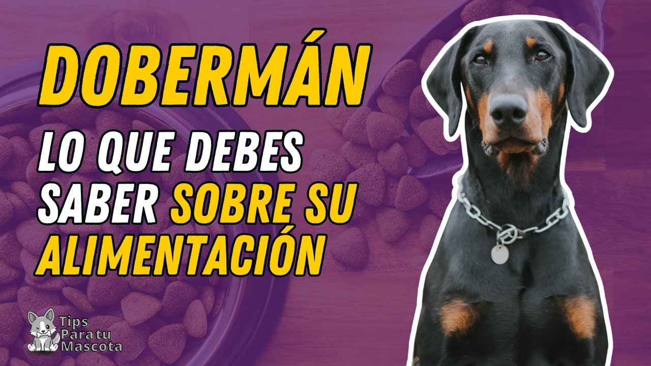 ALIMENTACIÓN DEL DOBERMÁN