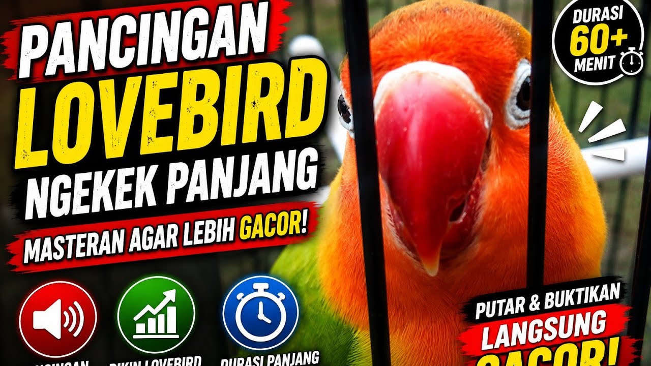 PANCINGAN LOVEBIRD!!! Ngekek Panjang 1 menit