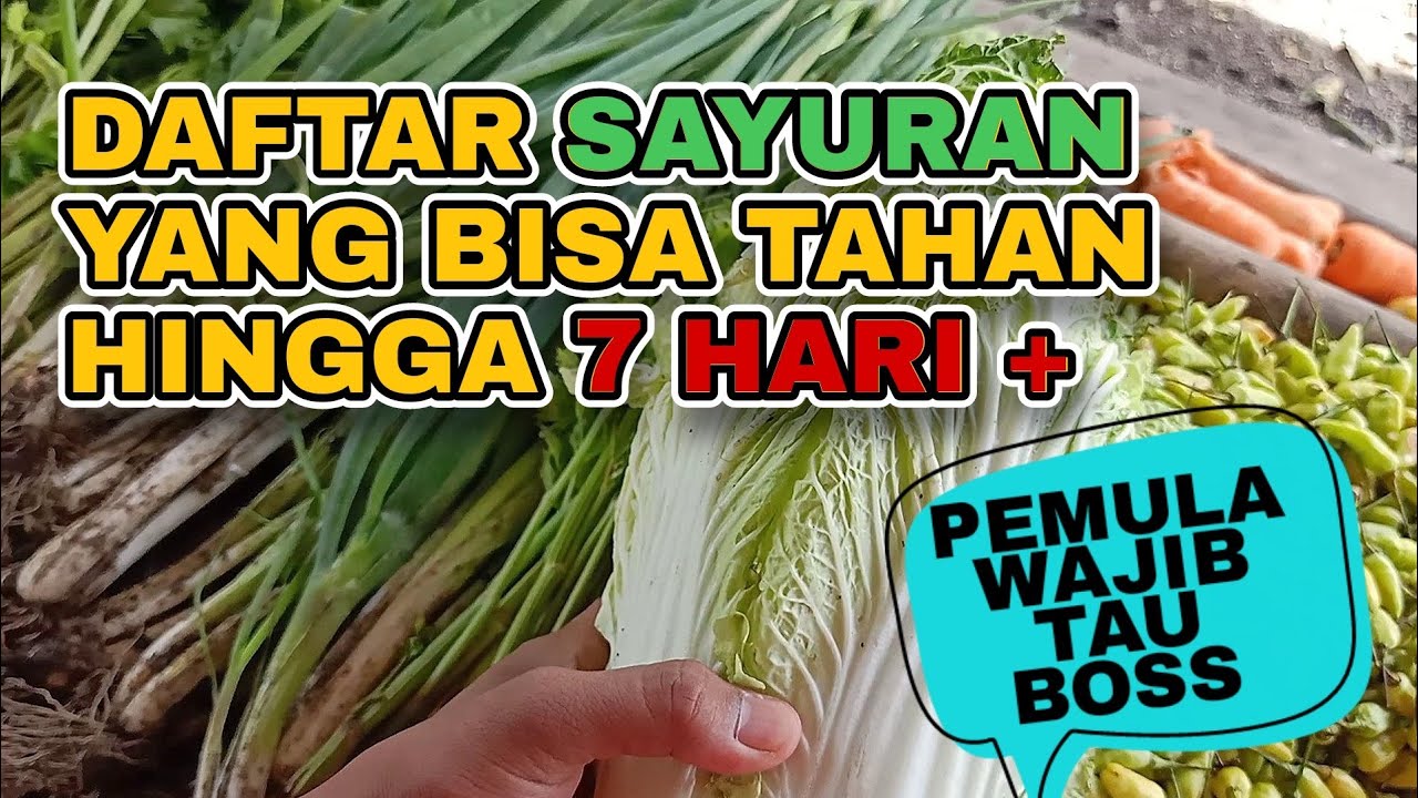Daftar Sayuran Yang Bisa Tahan Sampai Tiga Minggu, Pemula Wajib Tau ‼️| Pedagang Sayur