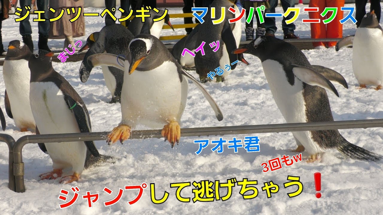 Panasonicデジタル4Kビデオカメラ【登別マリンパークニクス】ジャンプして逃げちゃう❗ジェンツーペンギン/Gentoo Penguin・キングペンギンはコミカルすぎぃッ❗