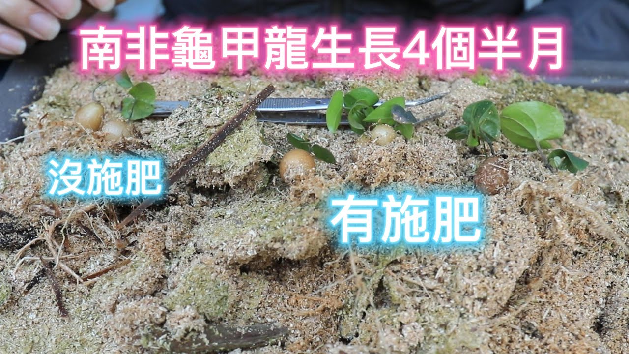 南非龜甲龍生長4個半月【2023/03/04】