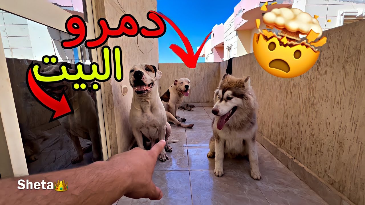 خرجت كلبي  الهاسكي مع بويكا وسلطان لاول مرة 😱