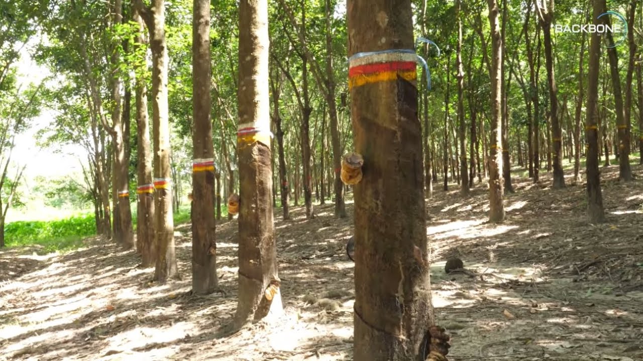 ยางพาราสายพันธุ์ดี “RRIT3904” : Backbone MCOT | 26 ก.ย. 67