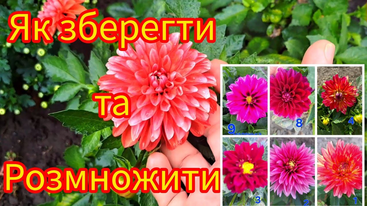 Как не потерять⁉️Жоржина- низенькая, вегетативная