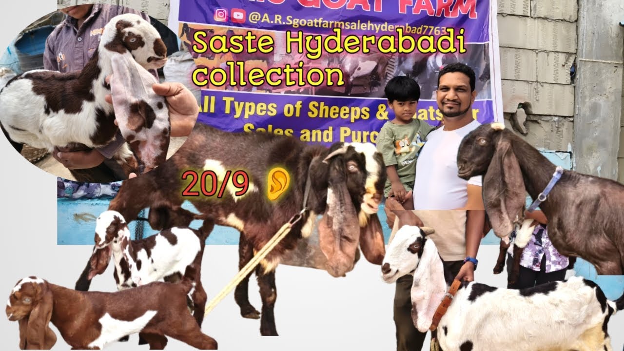 Saste Hyderabadi Goat collection|| Babu Breedline|| female & kid's|| ARS Goat Farm|🐐🐐🐐🐐|9381201880 