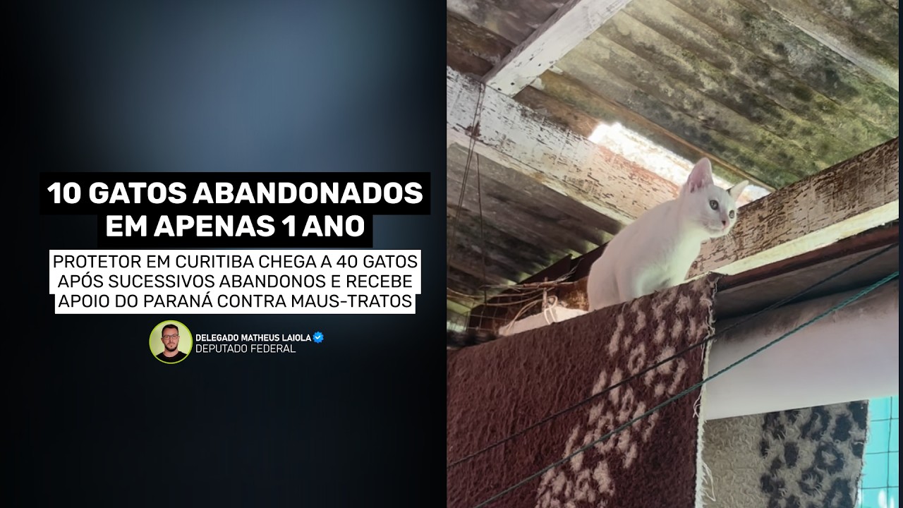 40 GATOS E UM CORAÇÃO QUE NÃO DESISTE 🐾