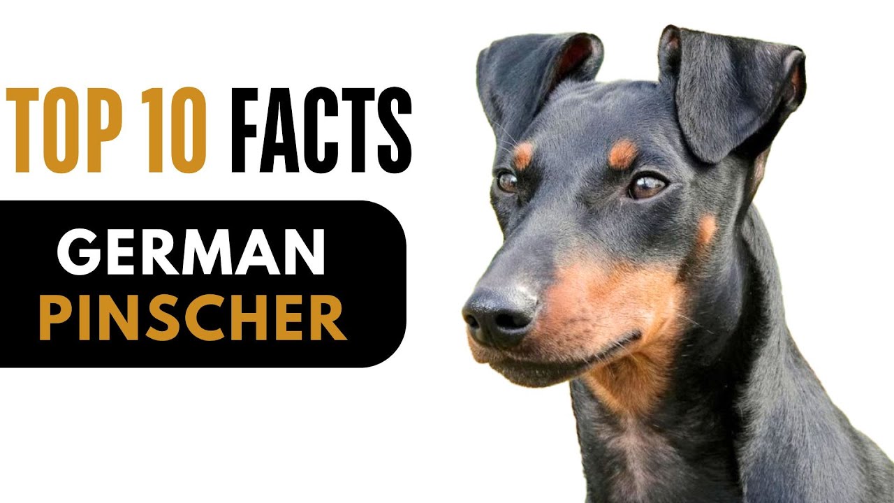 Top 10 Facts About German Pinscher - Complete Information About German Pinscher Dog