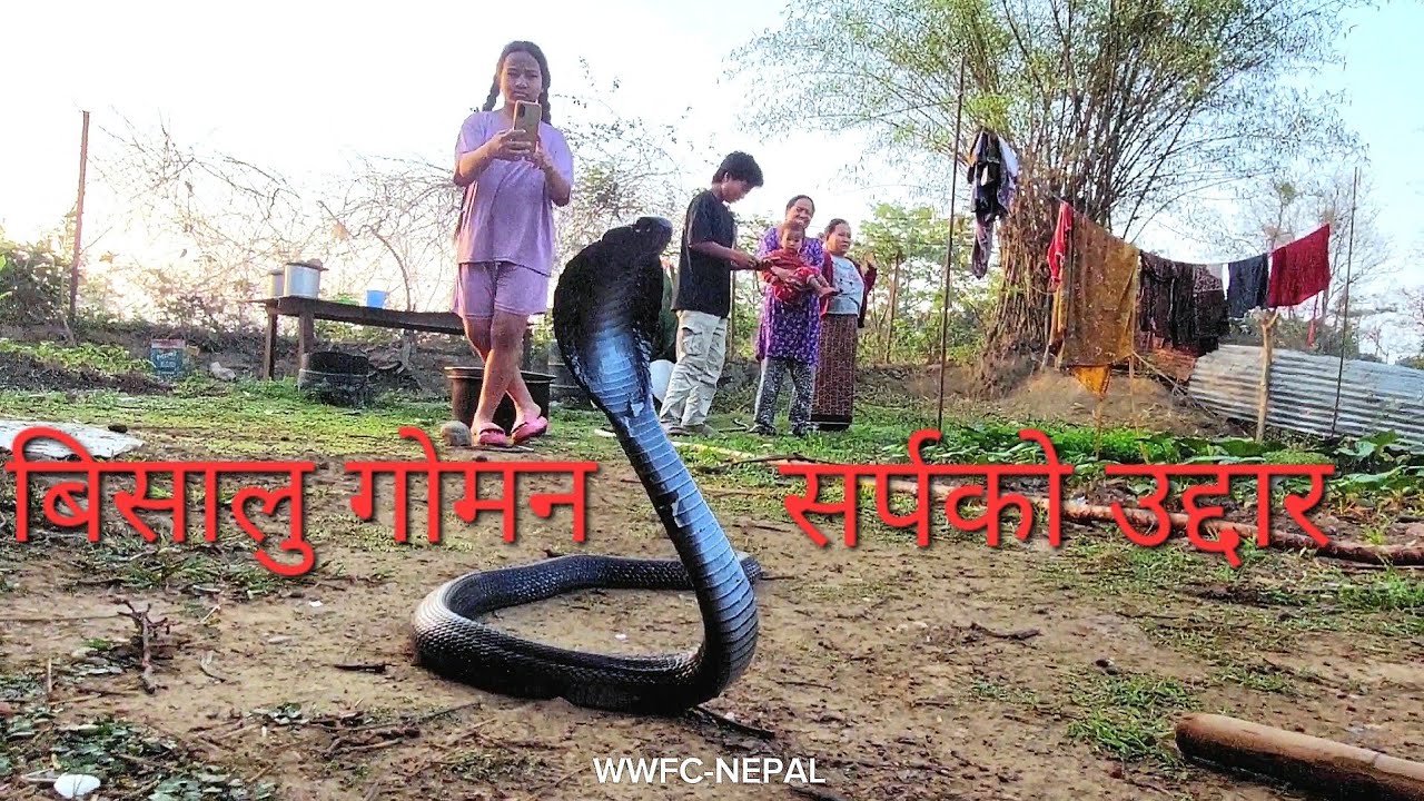 Common Cobra (Venomous) Snake 🐍 Rescue from Dudrash Dang || WWFC-NEPAL 🇳🇵