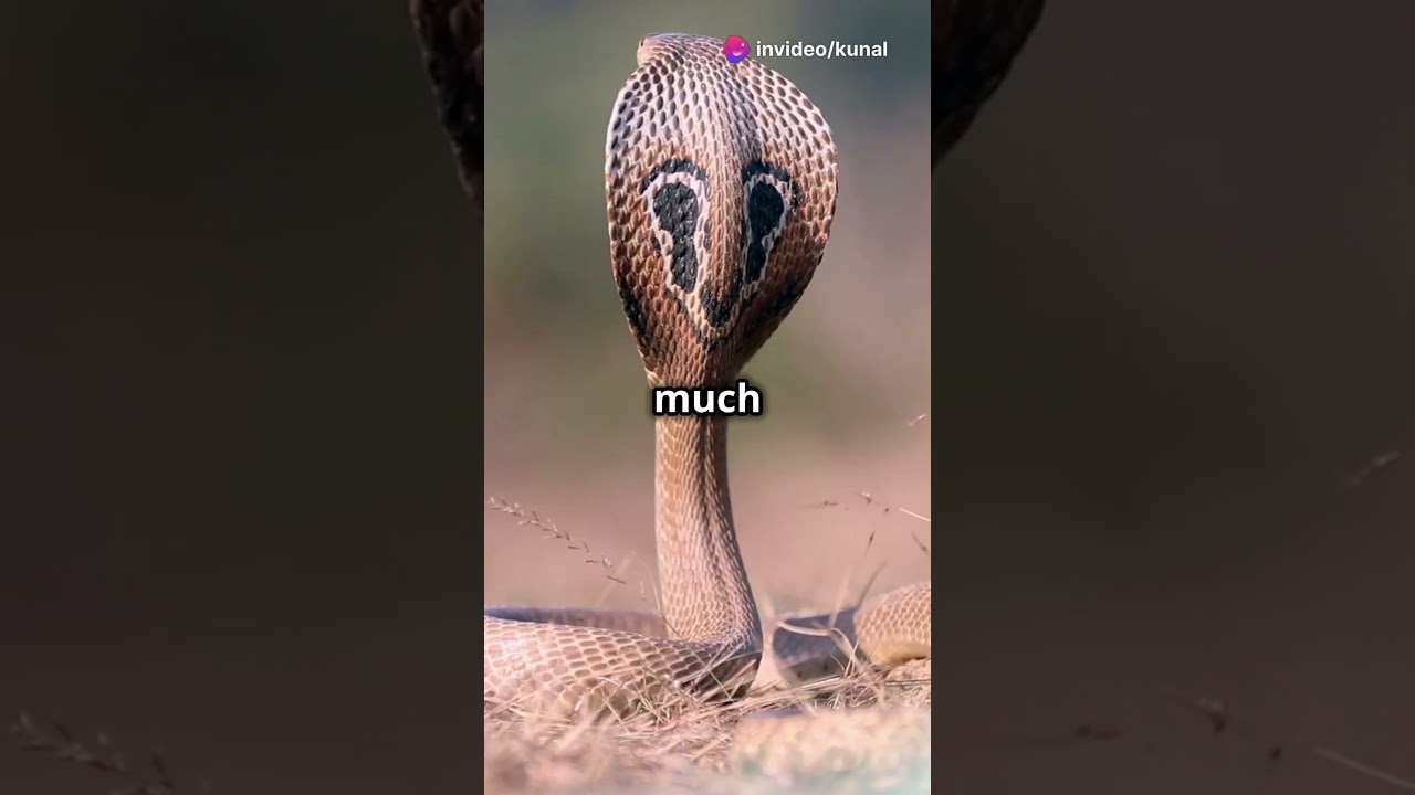 King Kobra Takes on Inland Taipan in DEADLIEST Snake Showdown!